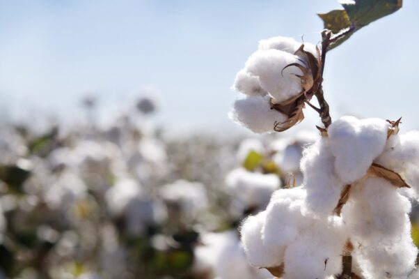 Hoa cotton flower