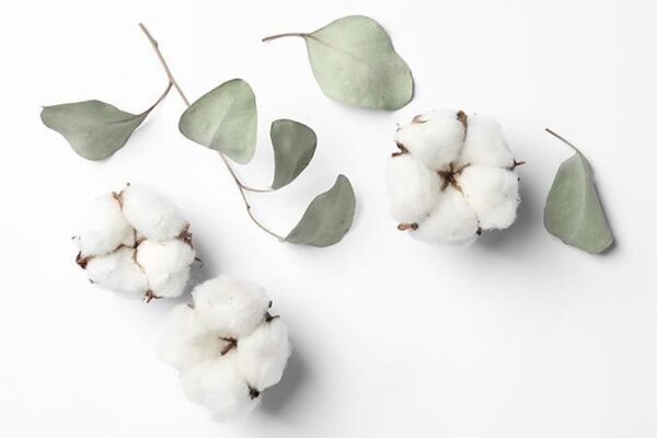 Top 3 loại vải may chăn ga gối tốt nhất hiện nay 2 Vải Cotton có nguồn gốc từ bông vải thiên nhiên