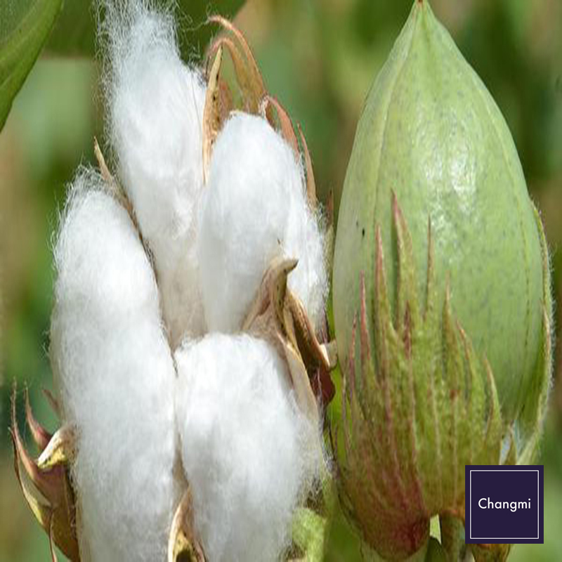 Vải cotton làm từ đâu? 