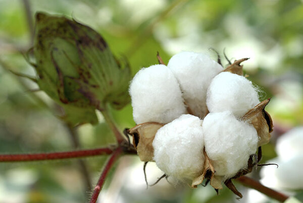 Vải COTTON 100% là gì? Có mát không? Mua chăn ga vải 100% COTTON ở đâu? 1 Cây bông Cotton