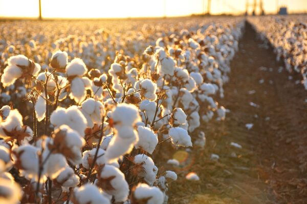 Vải COTTON 100% là gì? Có mát không? Mua chăn ga vải 100% COTTON ở đâu? 7 Cotton