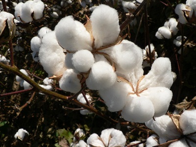 Vải Cotton Satin là gì? 4 cách phân biệt thật - giả mà cửa hàng không muốn bạn biết 2 Chăn ga sợi thiên nhiên Changmi Bedding